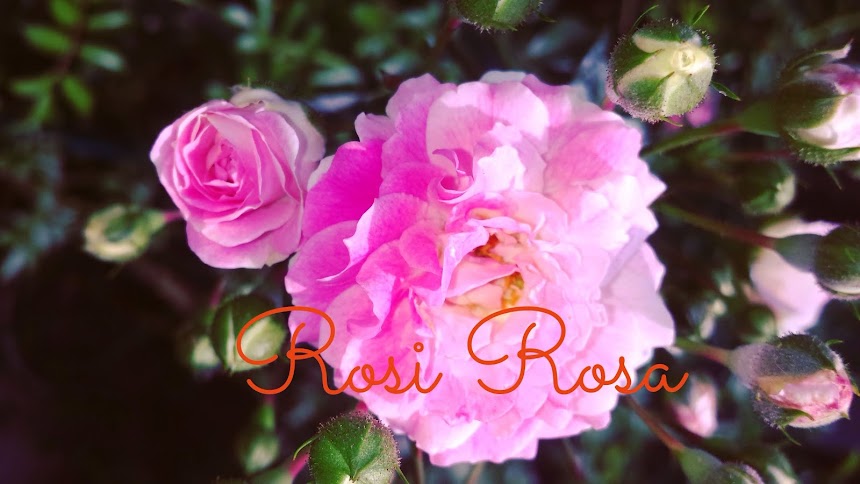 Rosi Rosa: Não pense