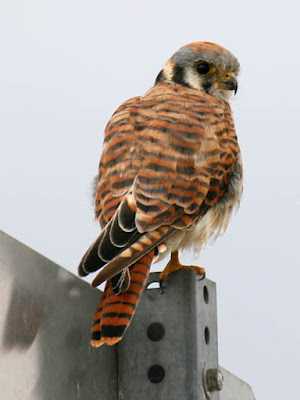 Photo of American Kestrel on sign Photo of American Kestrel on sign
