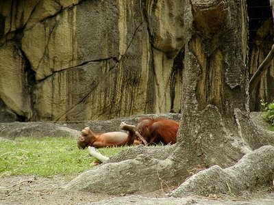 menjelma: Kumpulan Foto Porno dan Mesum ( Animals )