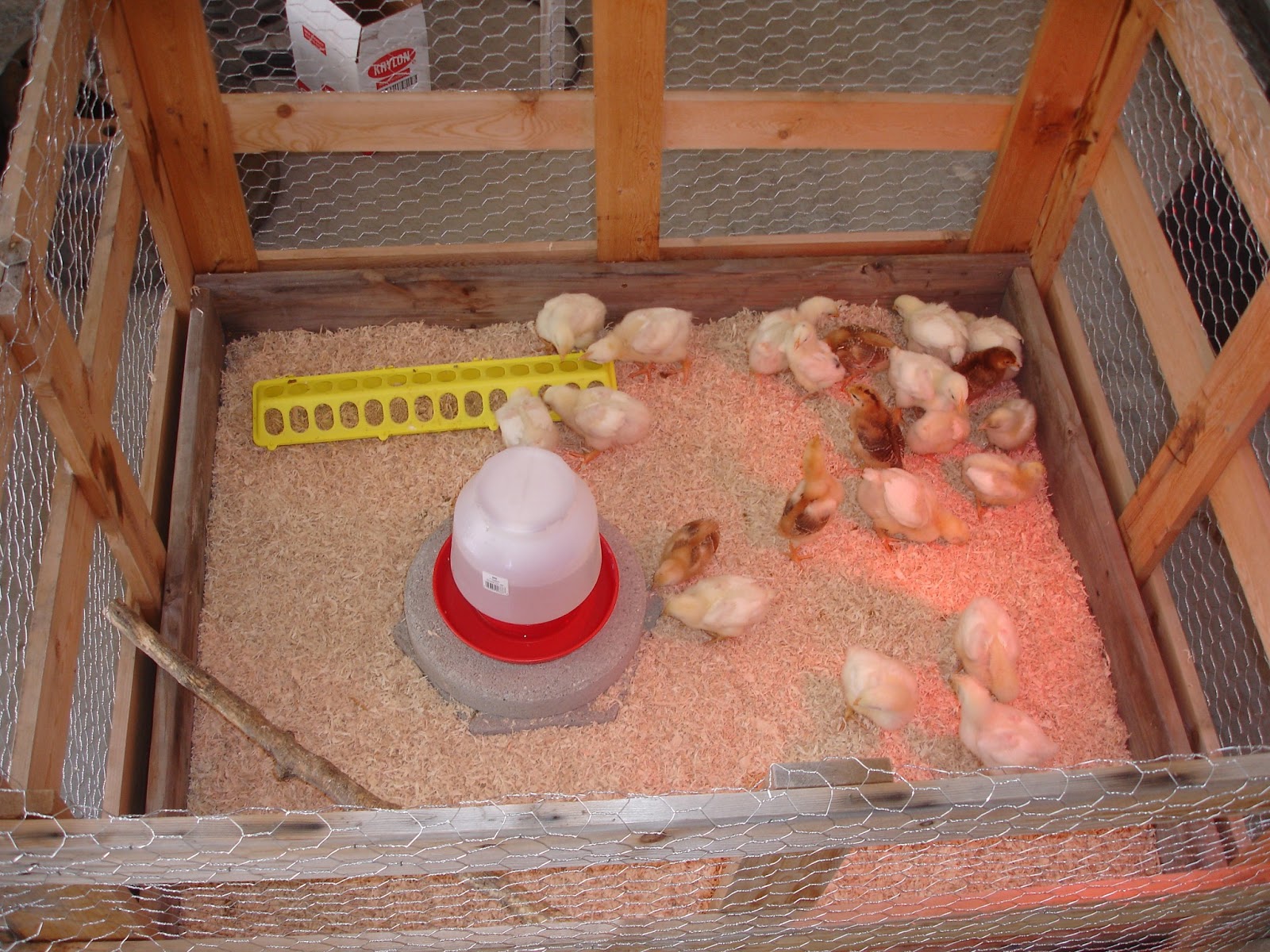 Everstuff Ranch: The new brooder, First day outside, They sleep like ...