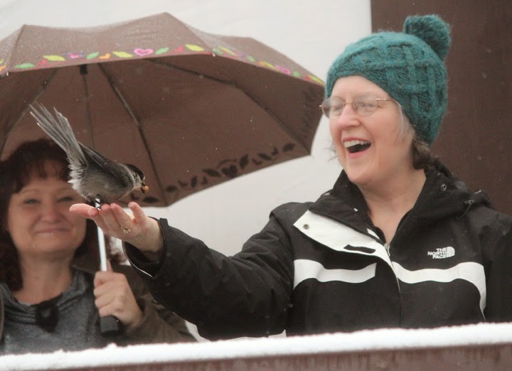 Enjoying Gray Jays in Churchill!--2014