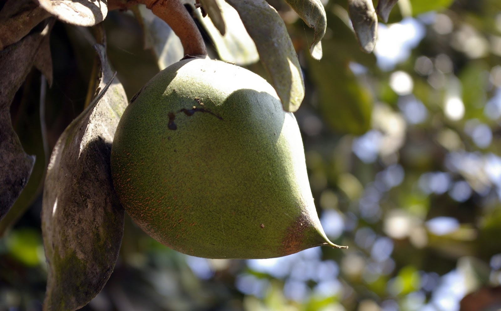 фрукты латинской америки экзотические. манго красный момбин. мамончилло фрукт. плод из латинской америки 8 букв. ятоба (курбарил).