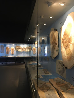 Museo dei Fossili di Bolca