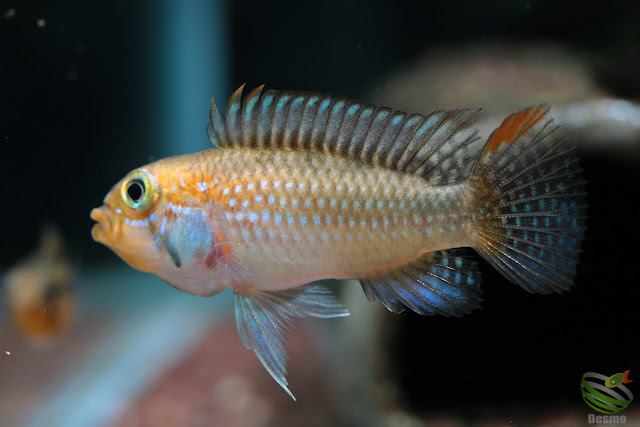 Apistogramma sp. Juruá Emearald / Rio Jurua