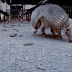 Man shoots Armadillo but the bullet bounces back to his face