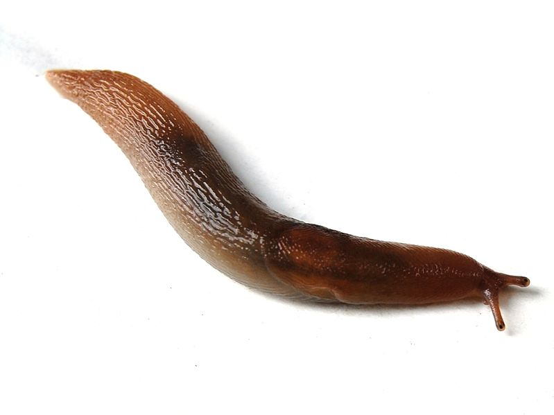 Rimedi per la casa e consigli