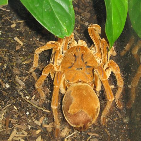 Dünyadaki en büyük örümceklerin hangileri olduğunu ve özelliklerini öğrenin. Çoğu tarantula ailesine aittir. Dünyanın en büyük 3 örümceği sitemizde