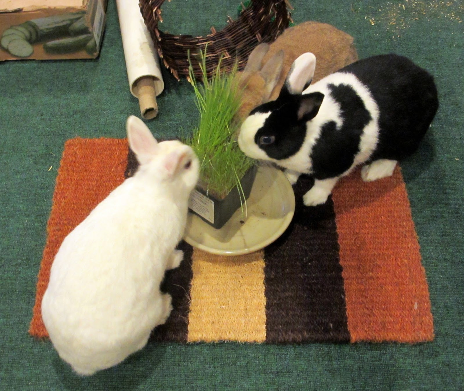 Rabbit Ramblings New bunny chew mat