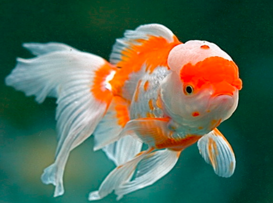 Klasifikasi Dan Morfologi Ikan Mas Koki - Ikan Dan Laut