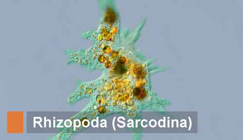 Rhizopoda (sarcodina): Pengertian, Ciri, Klasifikasi, Reproduksi, Contoh dan Peranan dalam Kehidupan