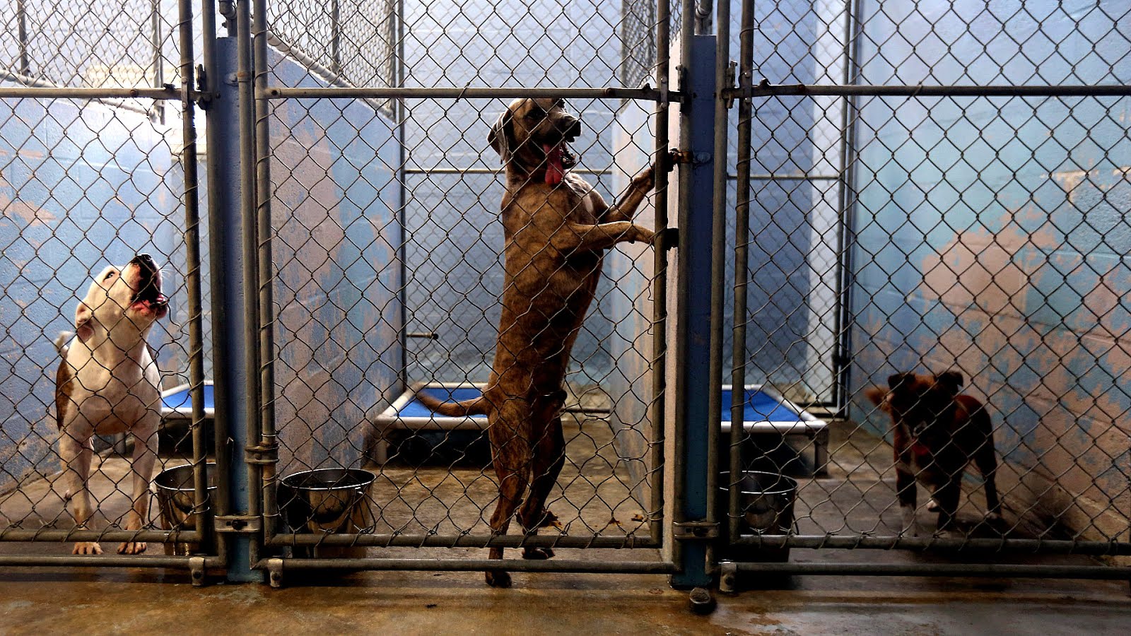 Bad Newz Kennels dog fighting investigation Dog Choices