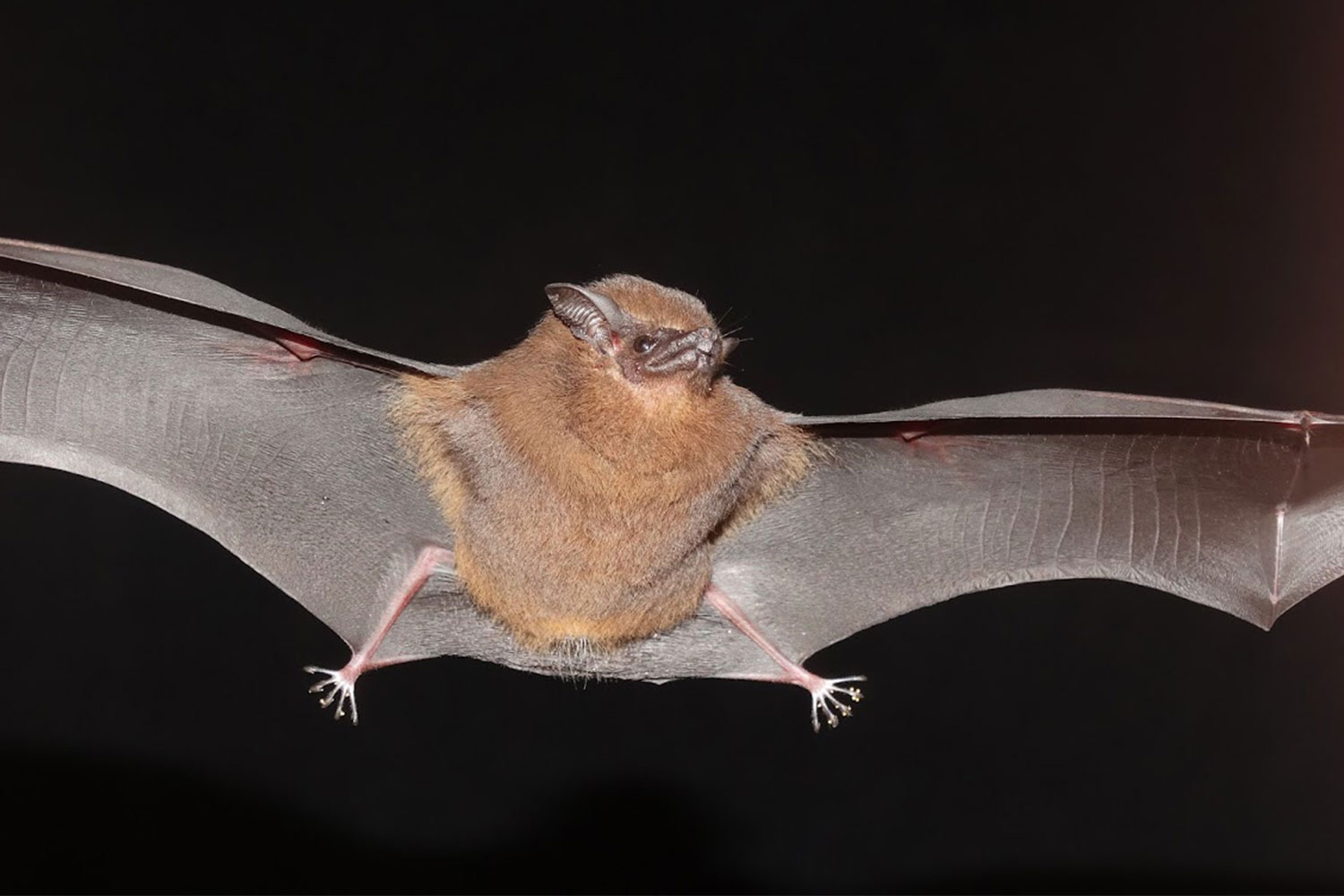 balantiopteryx infusca BilginCin