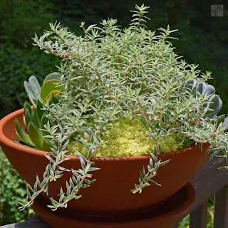 Micro-gardening herbs