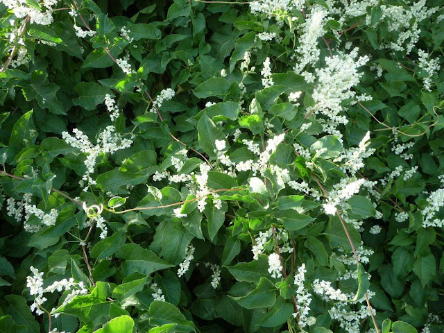 r o b i n 's y a r d: Fallopia baldschuanica (Polygonum baldschuanicum)