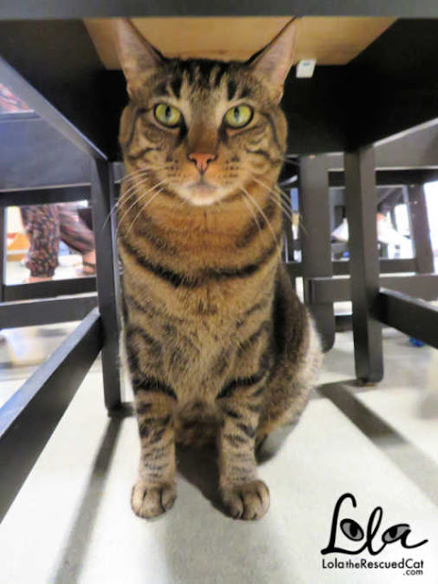 Orlando Cat Cafe|Cat Cafes