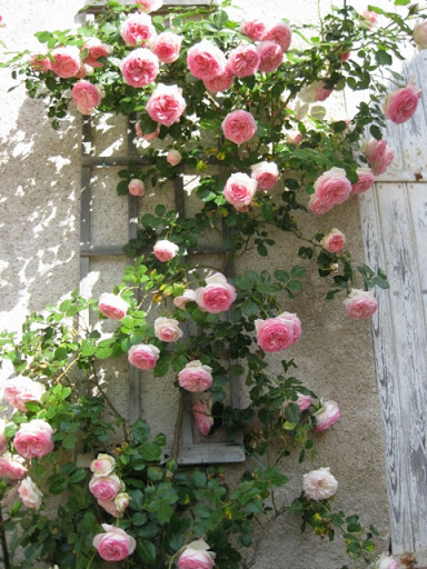 Roses de Bray