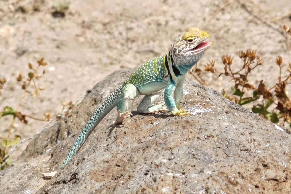 Lizards around Arizona