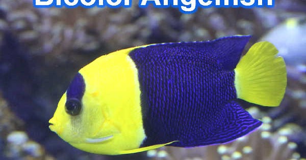 aquarium and fish care
