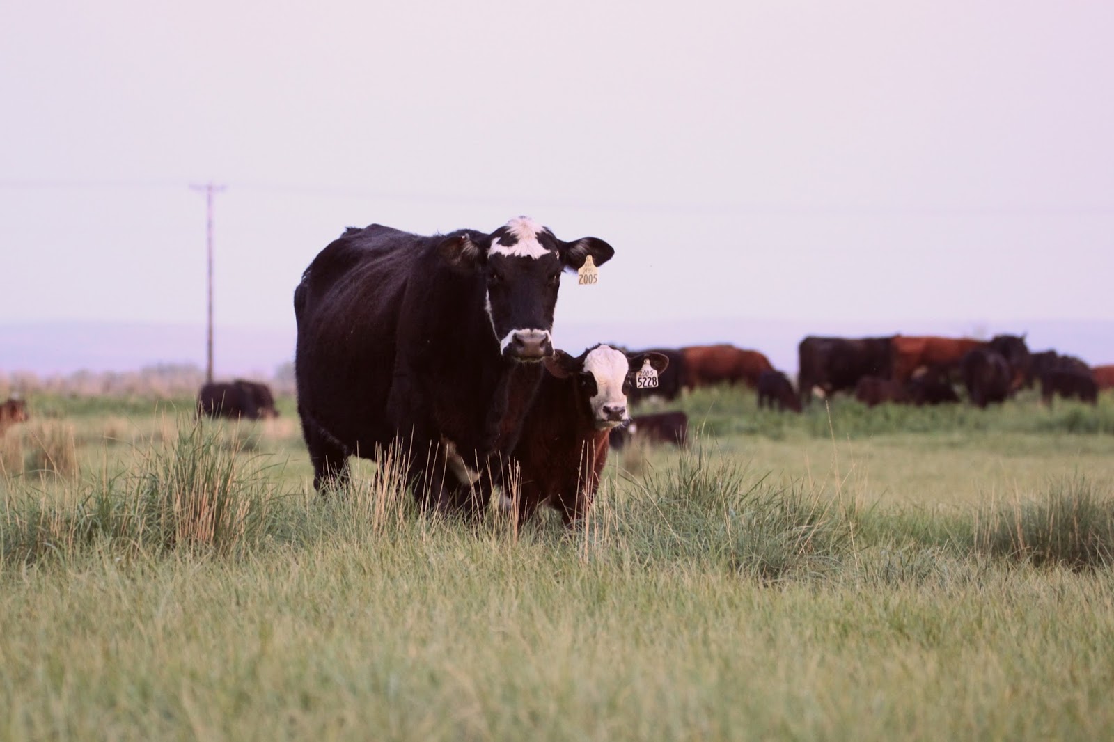 Success is Reason Enough: Doctoring cattle.
