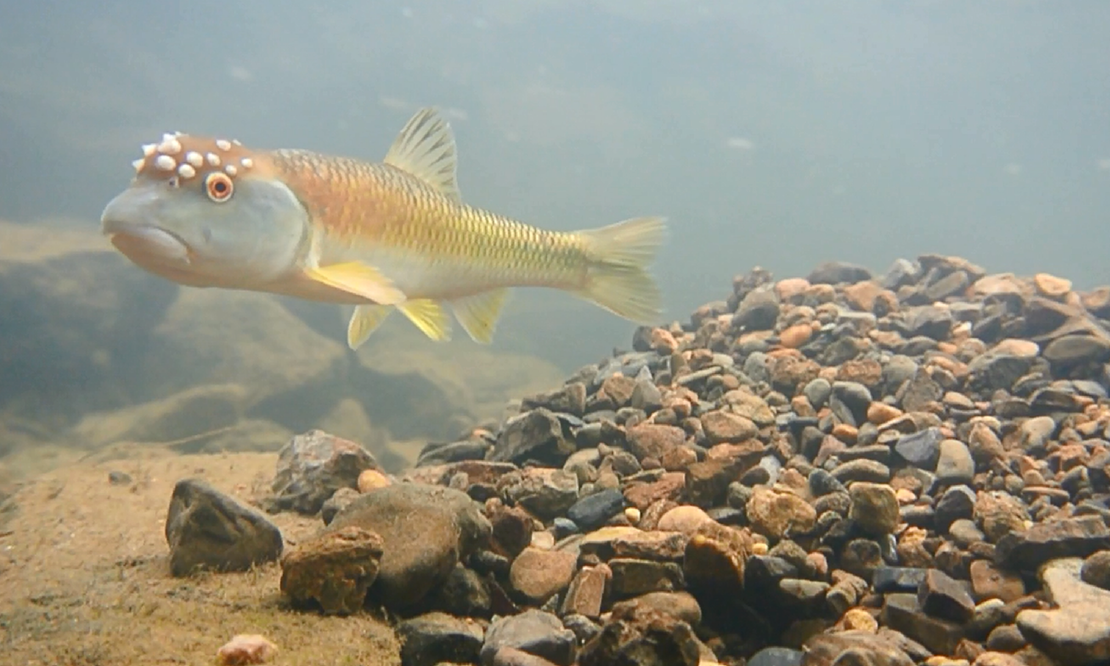 Virginia Tech Ichthyology Class What Are Umbrella Fish? by Don Orth