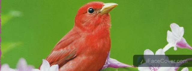 30+ Beautiful Cute Birds Facebook Cover Photos
