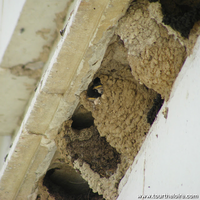 Young House Martins in the nest, Chateau of Chenonceau, Indre et Loire, France. Photo by Loire Valley Time Travel.