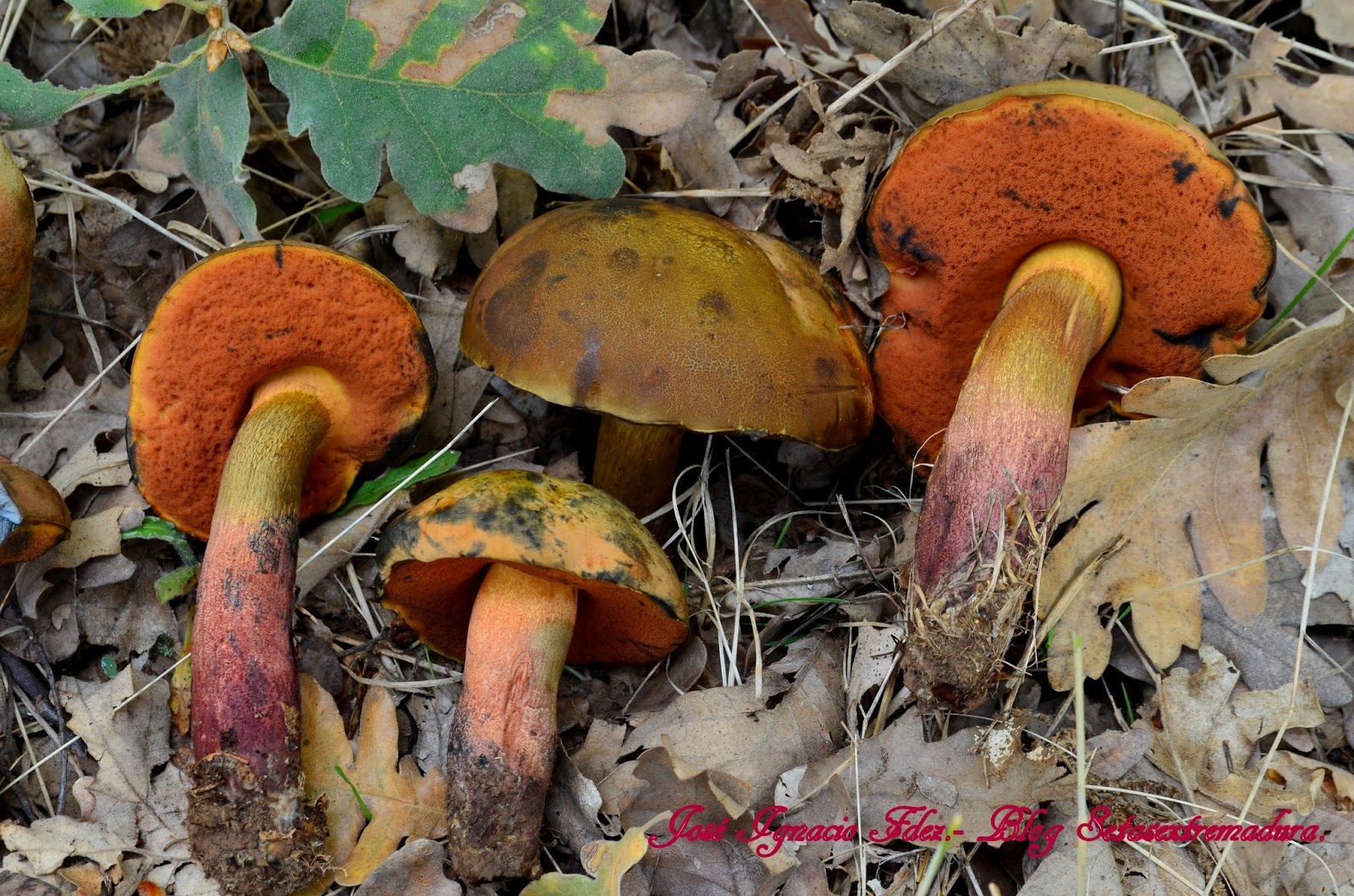 Setas Extremadura Boletus Queletii