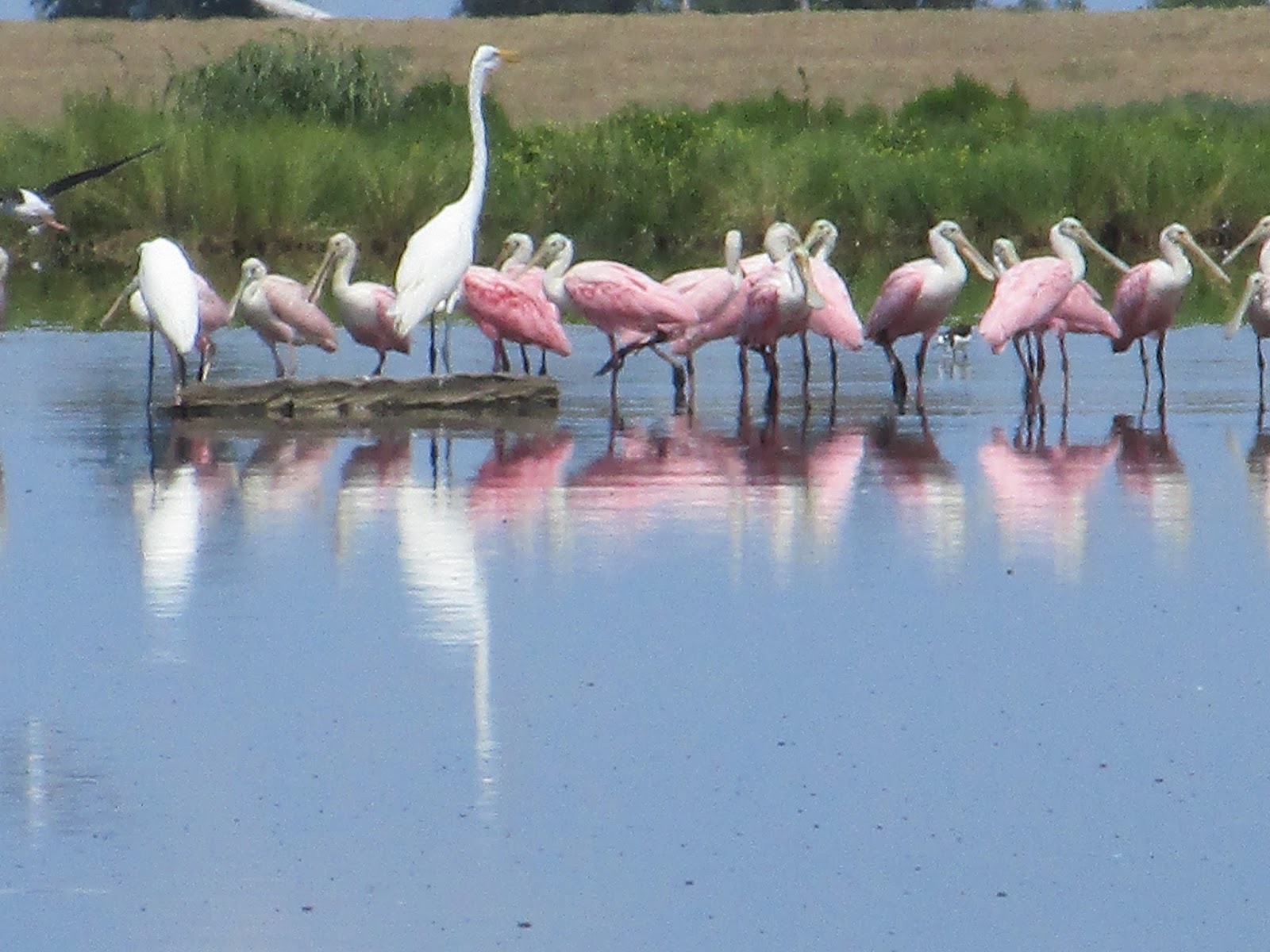 Dave's Yak Tales Bayou Sauvage National Wildlife Refuge