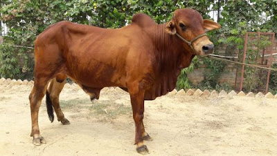 Red Sindhi Cow Origin, Facts, Weight, Height, Milk Production