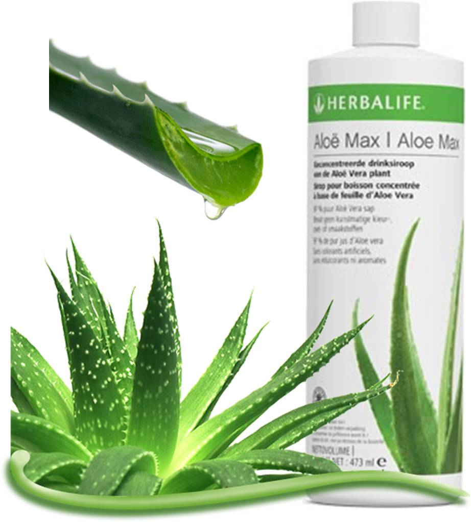 Herbal Aloe Vera 10 Tips Turun cepat Berat Badan
