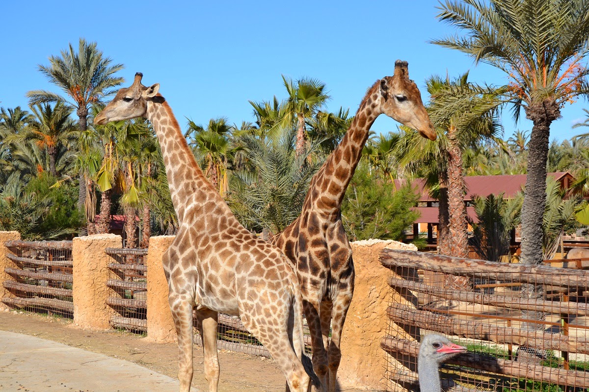 Зоопарк рио