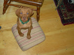 Frannie as a wee pup!