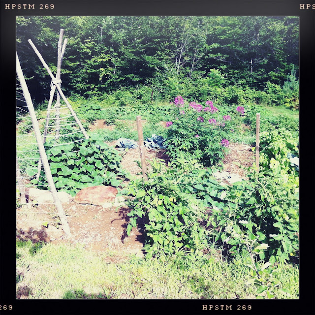 chicken chroniclesmo's maine chickens