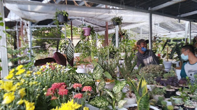 Borong Bunga Bunga Cantik Di Pasar Tanaman Pingli Di Ungaran