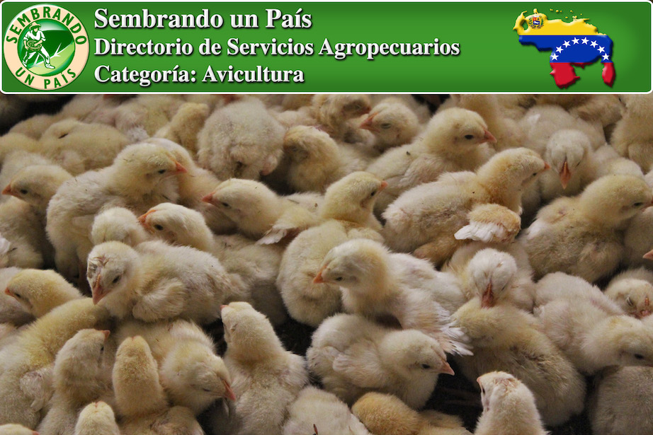 servicios avícolas y venta de gallinas y pollos en venezuela