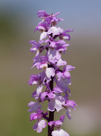 Early Purple Orchid - Co. Clare, Ireland
