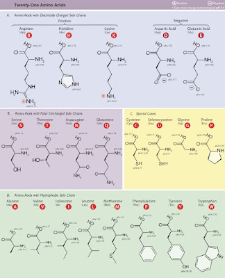 The amino acids.