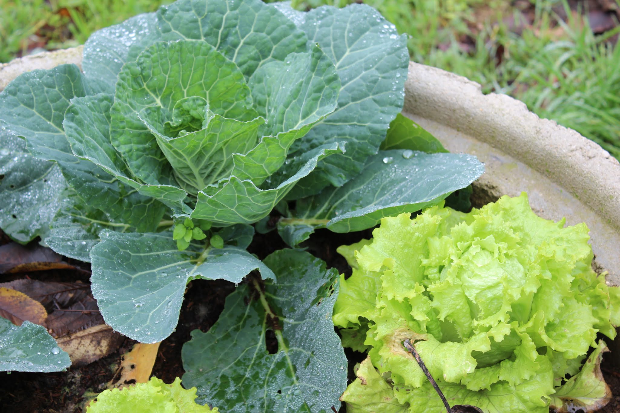 Perfumes y luces de Extremadura: Mi jardín paso a paso.