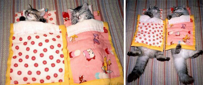 50 Heart-Warming Photos of Animals Growing Up Together - Kitty Friends 50 Heart-Warming Photos of Animals Growing Up Together - Kitty Friends