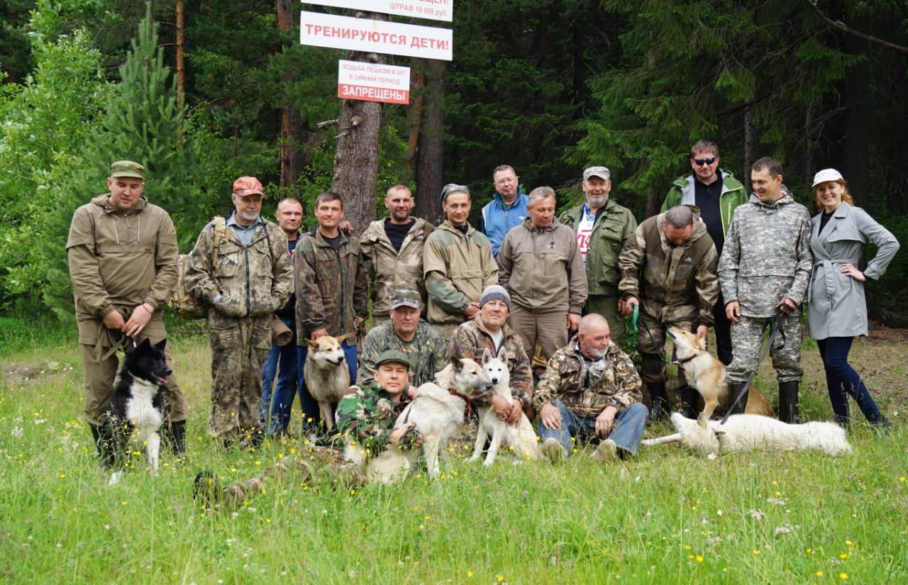 собака для охоты на медведя порода. охота с белой лайкой. состязания лайка. состязания лайка. испытания лаек по лосю 2021.