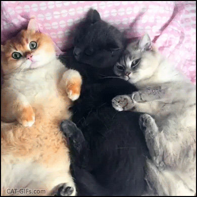 Cute Cat GIF • 3 adorable cats on their back cuddling together Super sweet cuddle party ♥ Cute Cat GIF • 3 adorable cats on their back cuddling together Super sweet cuddle party ♥
