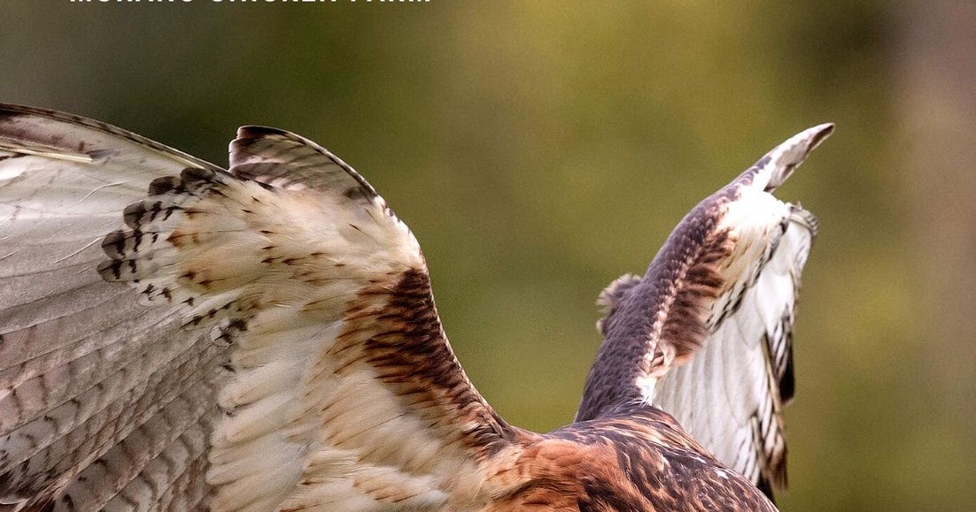 Protecting chickens from hawks Murano Chicken Farm