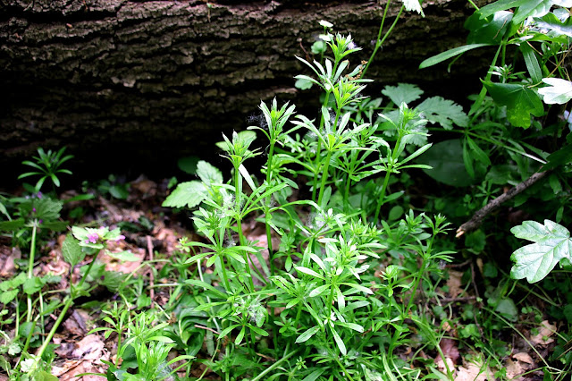 Cleavers, stickyweed