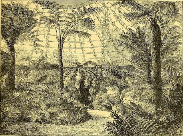 Папоротниковая оранжерея, в которой выращивали папоротники  со всего мира (Великобритания; XIX век)