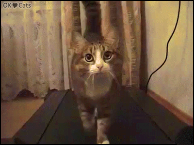 Funny Cat GIF • Cool cat slowly walking working out on treadmill like an human. “Sup bro?” [cat-gifs.com]