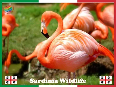 What is Sardinia famous for?