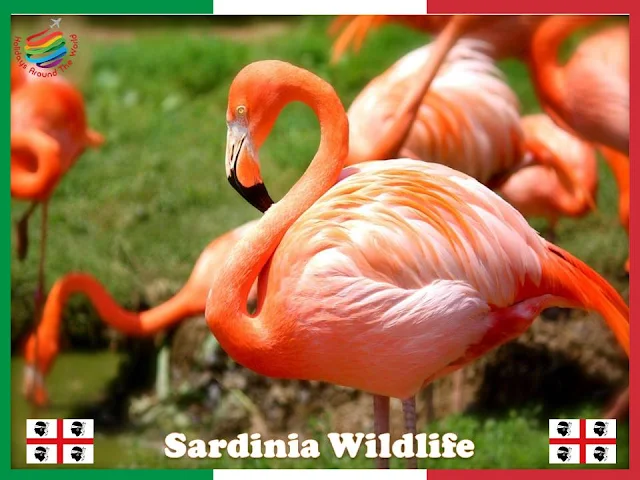 What is Sardinia famous for?