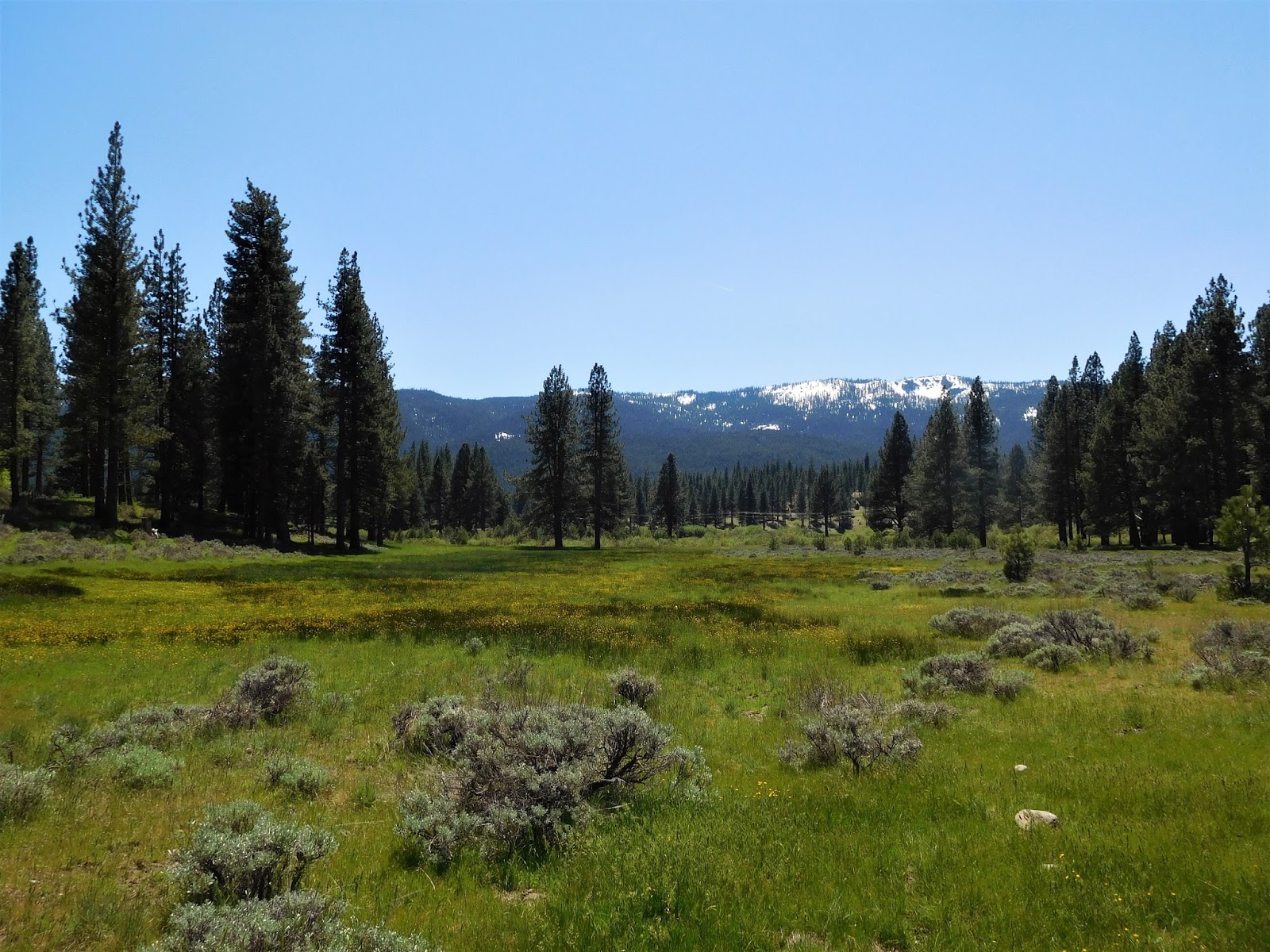 Metamorphosis Road Thwarted by Snow in Graeagle, CA