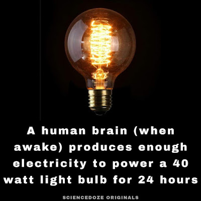 Human brain facts