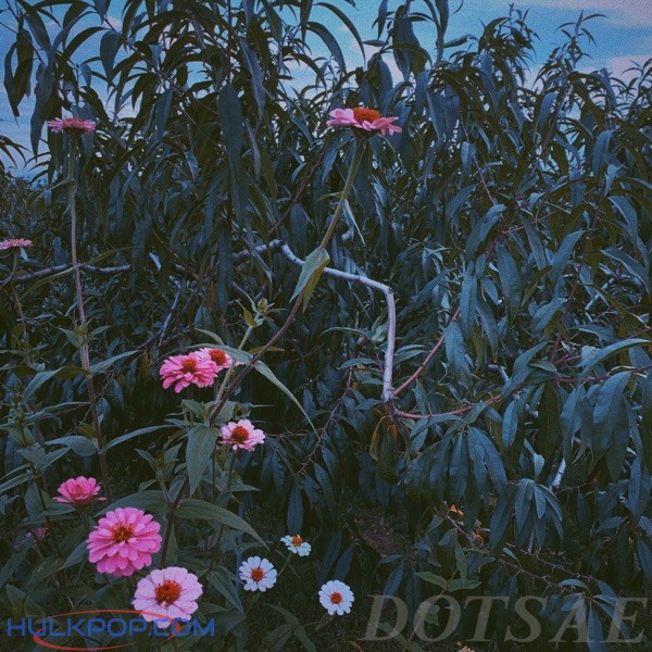 Dotsae – Anthocyan – Single
